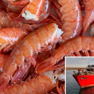 Chatka Shrimp – Argentine Red Shrimp